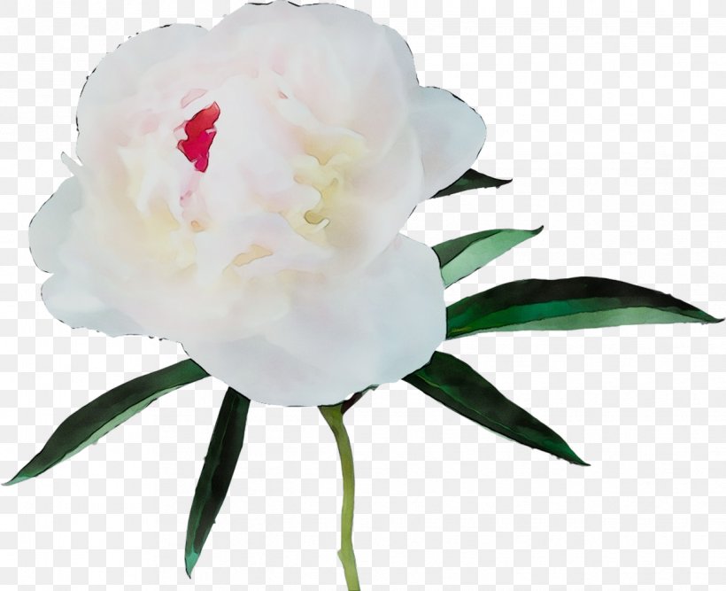Camellia Peony Herbaceous Plant Plant Stem Cut Flowers, PNG, 1218x992px, Camellia, Botany, Chinese Peony, Common Peony, Cut Flowers Download Free