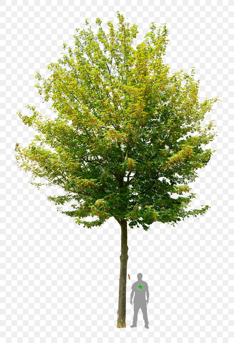 Learn About Trees Stock Photography Northern Red Oak Royalty-free, PNG, 765x1200px, Tree, Branch, Drawing, Learn About Trees, Northern Red Oak Download Free
