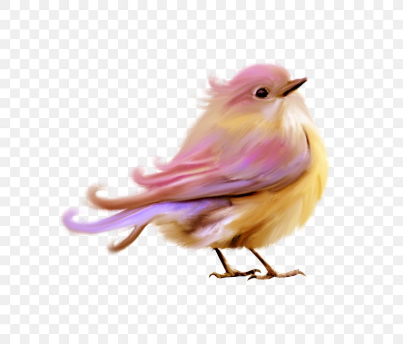 Robin Bird, PNG, 700x700px, Bird, Animal, Beak, Canary, Cockatiel Download Free