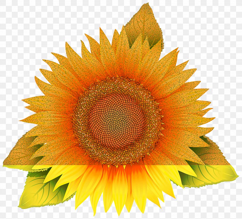 Sunflower, PNG, 3000x2716px, Sunflower, Asterales, Flower, Flowering Plant, Petal Download Free