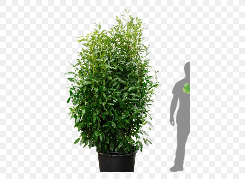 Cherry Laurel Tree Portuguese Laurel Bay Laurel Shrub, PNG, 450x600px, Cherry Laurel, Bay Laurel, Cherries, Clickandgreen Gmbh, English Yew Download Free