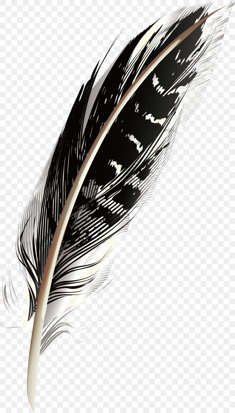 Feather, PNG, 1488x2612px, Feather, Designer, Gratis, Quill, Resource Download Free