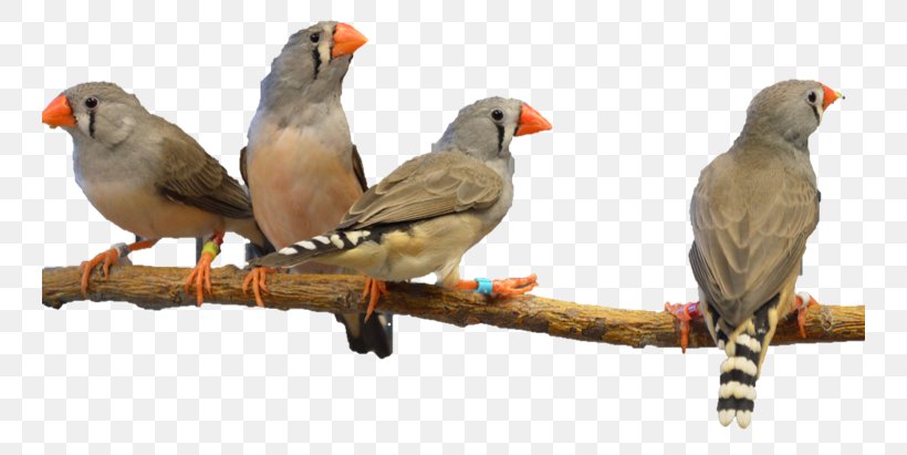 House Finch Zebra Finch Society Finch Bird, PNG, 744x411px, House Finch, Beak, Bird, Fauna, Female Download Free