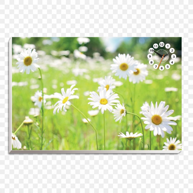 Desktop Wallpaper Flower Common Daisy Green Wallpaper, PNG, 1000x1000px, Flower, Color, Common Daisy, Daisy, Daisy Family Download Free