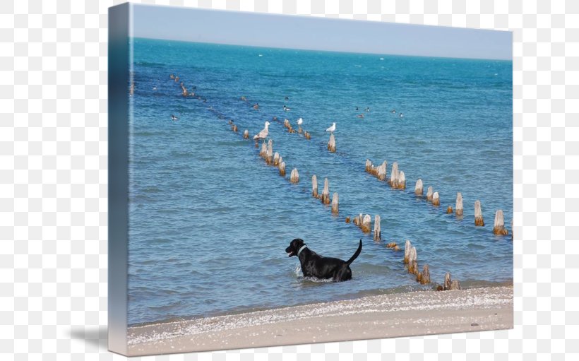 Dog Vacation Bird Leisure Picture Frames, PNG, 650x511px, Dog, Beach, Bird, Leisure, Ocean Download Free