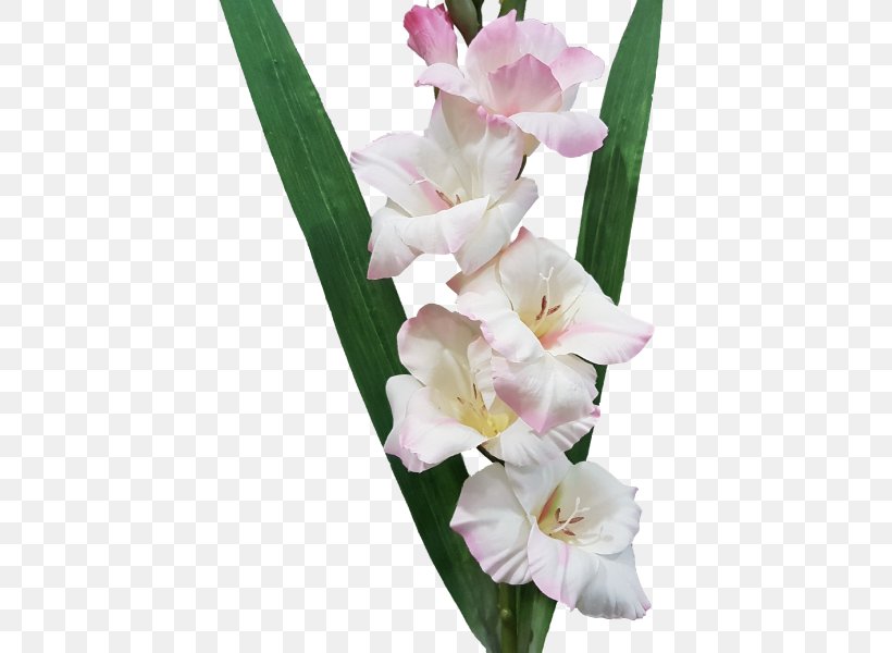 Gladiolus Cut Flowers Iridaceae Plant, PNG, 800x600px, Gladiolus, Artificial Flower, Cut Flowers, Flower, Flower Bouquet Download Free