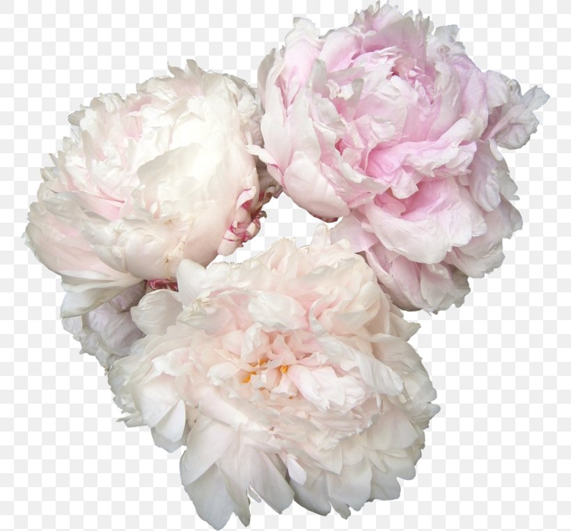 Peony Flower Rose, PNG, 760x763px, Peony, Cut Flowers, Floral Design, Flower, Flower Arranging Download Free