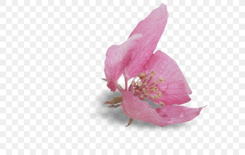 Pink M RTV Pink Herbaceous Plant, PNG, 800x520px, Pink M, Blossom, Flower, Herbaceous Plant, Magenta Download Free