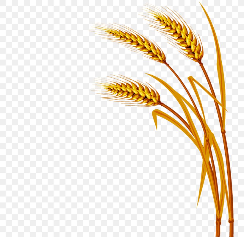Wheat, PNG, 800x796px, Wheat, Commodity, Emmer, Feather, Flowering Plant Download Free
