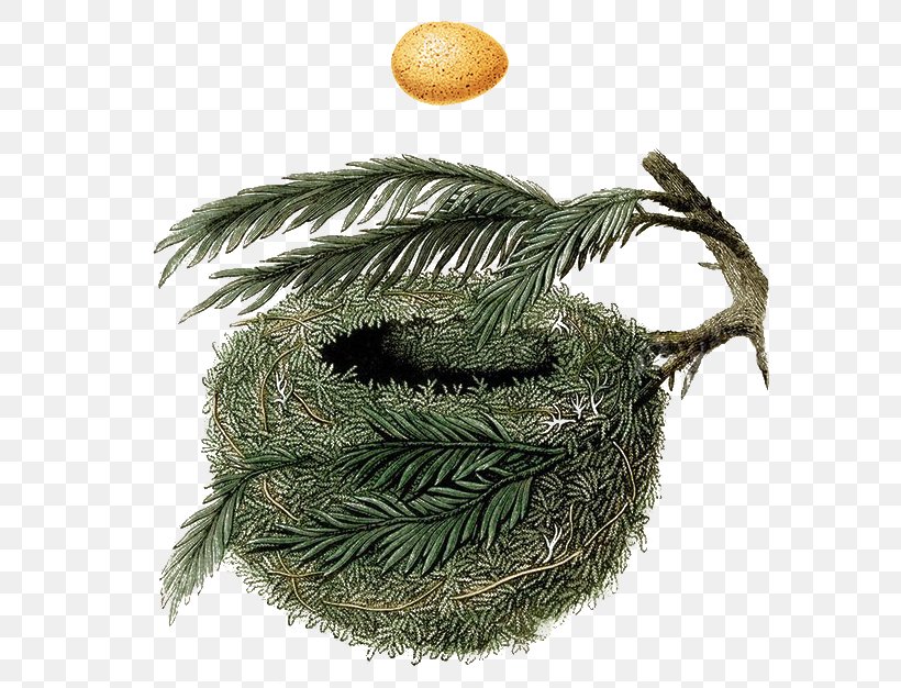 A Natural History Of The Nests And Eggs Of British Birds Bird Nest Nest Holiday Hideaway, PNG, 644x626px, Watercolor, Cartoon, Flower, Frame, Heart Download Free