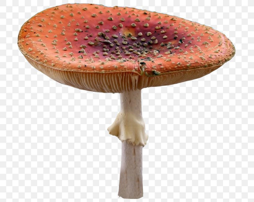 Edible Mushroom Photography, PNG, 720x651px, Mushroom, Agaric, Amanita Muscaria, Edible Mushroom, Fairy Tale Download Free