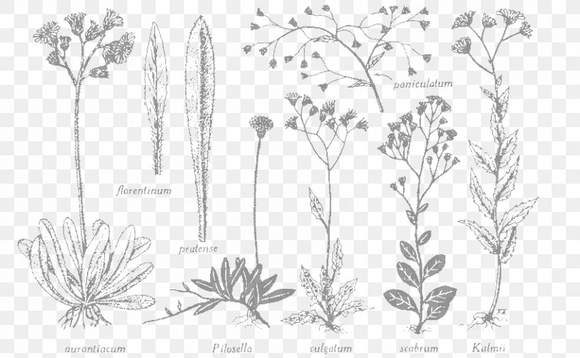 Flore Laurentienne Herbier Marie-Victorin Cercles Des Jeunes Naturalistes Flora Herbarium, PNG, 853x528px, Flora, Artwork, Black And White, Branch, De La Salle Brothers Download Free