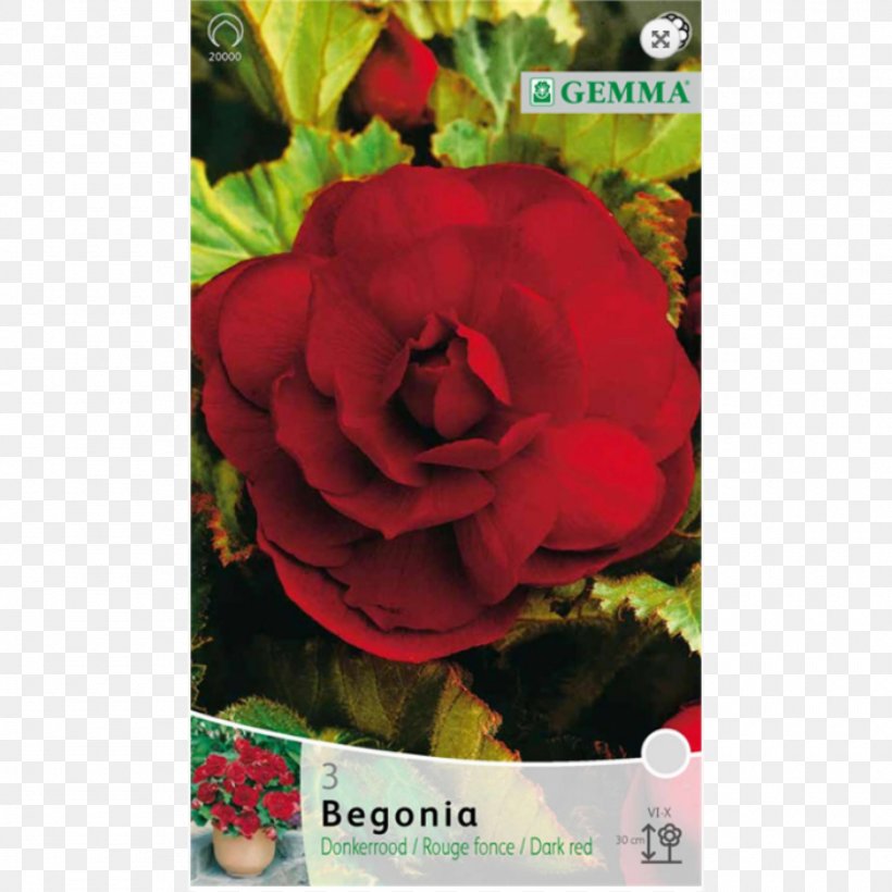 Garden Roses Bulb Begonia Herbaceous Plant, PNG, 1500x1500px, Garden Roses, Begonia, Bulb, Camellia, Dahlia Download Free