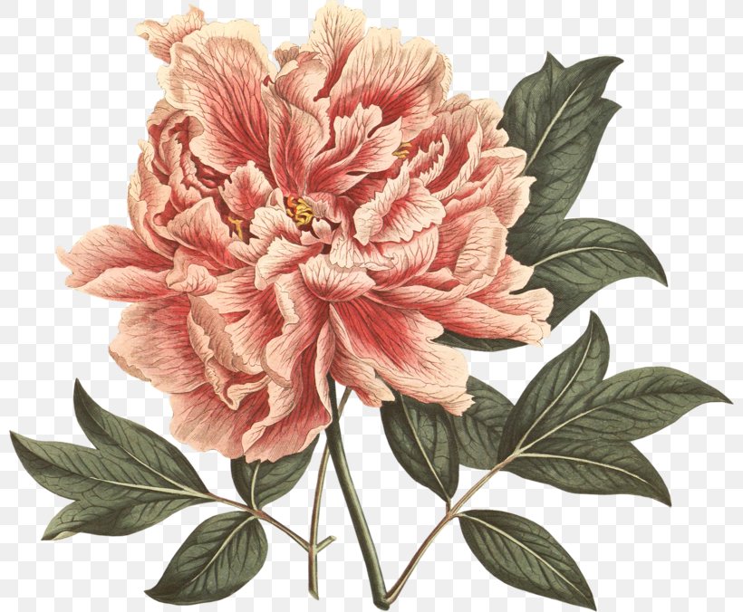Moutan Peony Botanical Illustration The Botany Of Empire In The Long Eighteenth Century: Highlights From The Dumbarton Oaks Rare Book Collection, PNG, 800x676px, Peony, Art, Botanical Illustration, Botany, Chrysanths Download Free