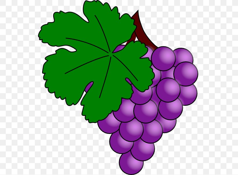 Common Grape Vine Wine Grape Juice Clip Art, PNG, 558x601px, Common Grape Vine, Flowering Plant, Food, Free Content, Fruit Download Free