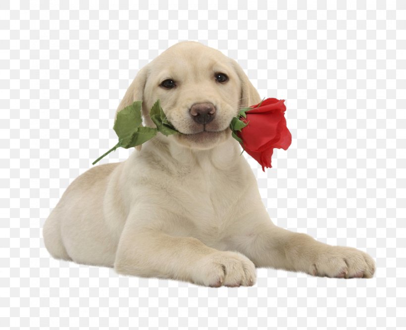 Puppy Labrador Retriever Cat Bichon Frise Dog Grooming, PNG, 900x731px, Puppy, Animal, Animal Rescue Group, Bichon Frise, Carnivoran Download Free