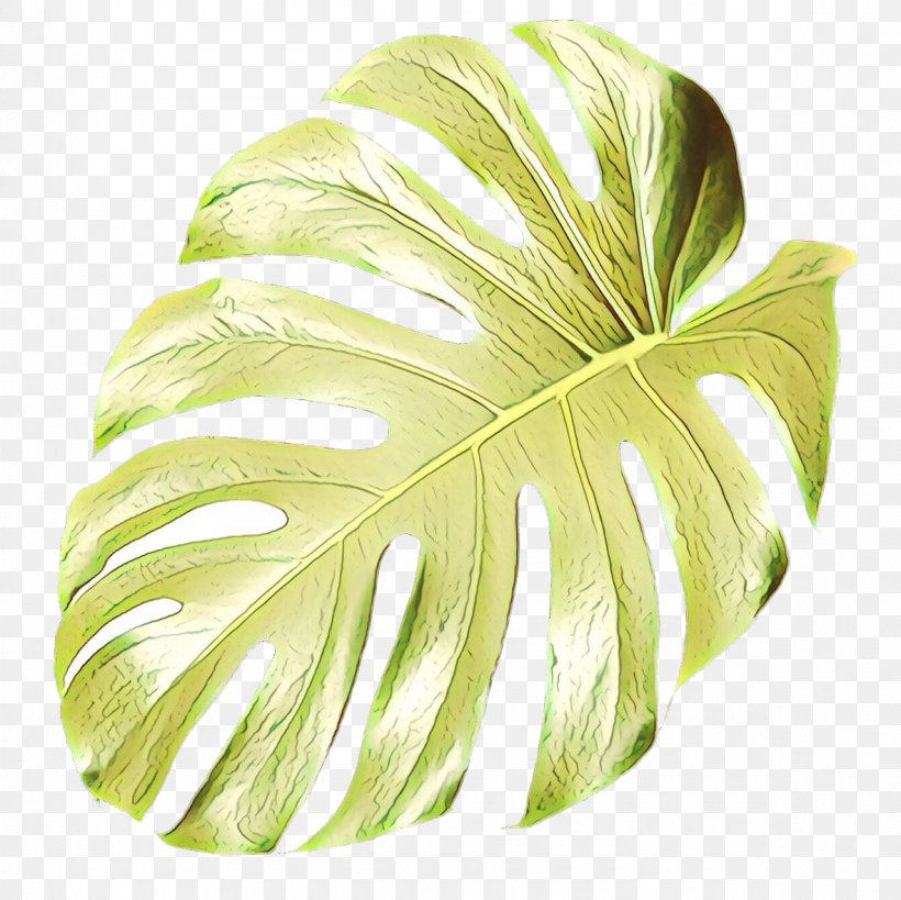 Swiss Cheese Plant Leaf Plants Houseplant, PNG, 1181x1181px, Swiss Cheese Plant, Alismatales, Anthurium, Arum Family, Flower Download Free