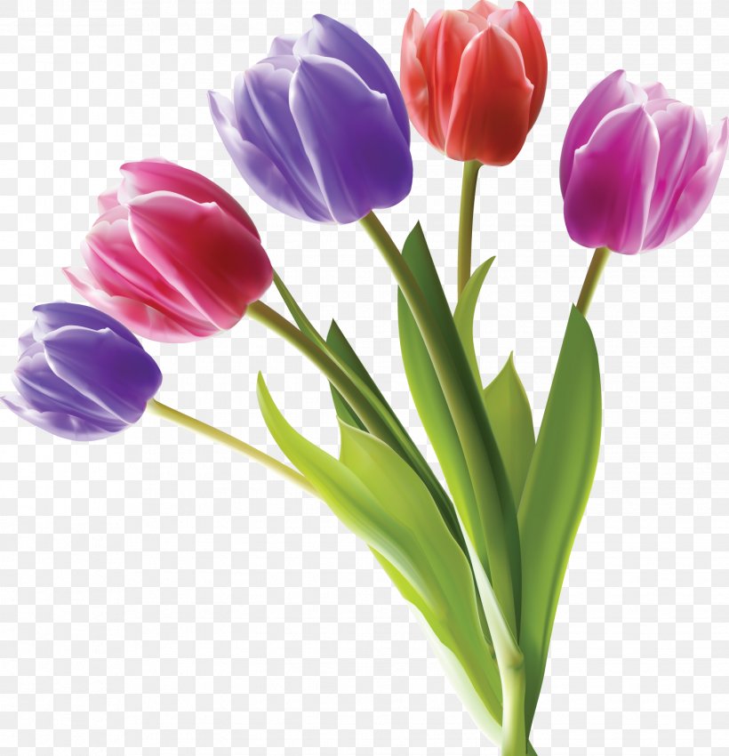 Tulip Flower Stock Photography Color, PNG, 1447x1500px, Tulip, Bud, Color, Cut Flowers, Flower Download Free