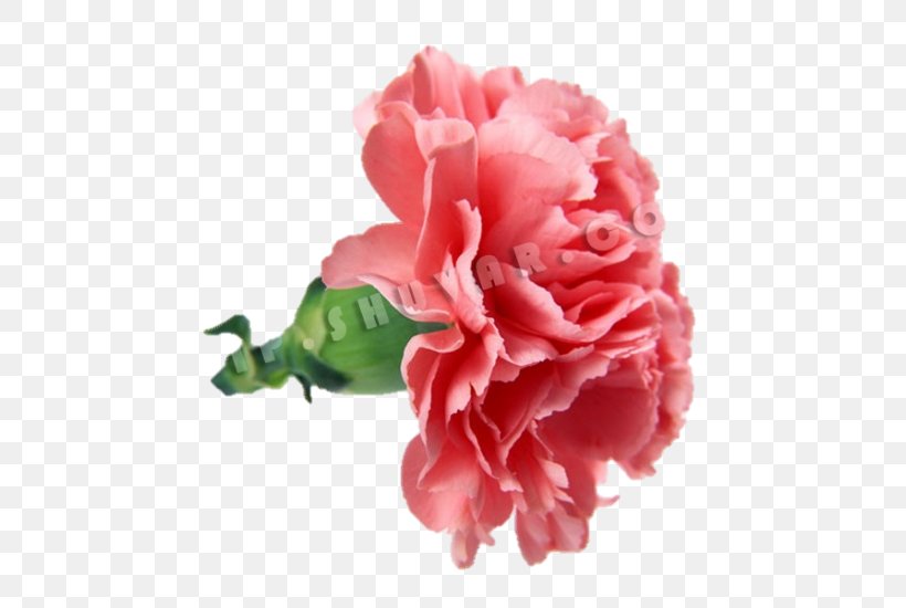 Carnation Flower Bouquet Mother's Day Rose, PNG, 733x550px, Carnation, Birth Flower, China Rose, Cut Flowers, Floristry Download Free