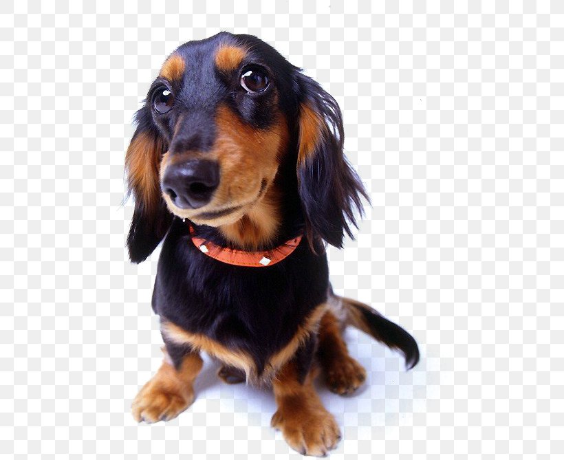 Dog Training Shock Collar Dog Collar, PNG, 493x669px, Dog, Bark, Black And Tan Coonhound, Collar, Companion Dog Download Free