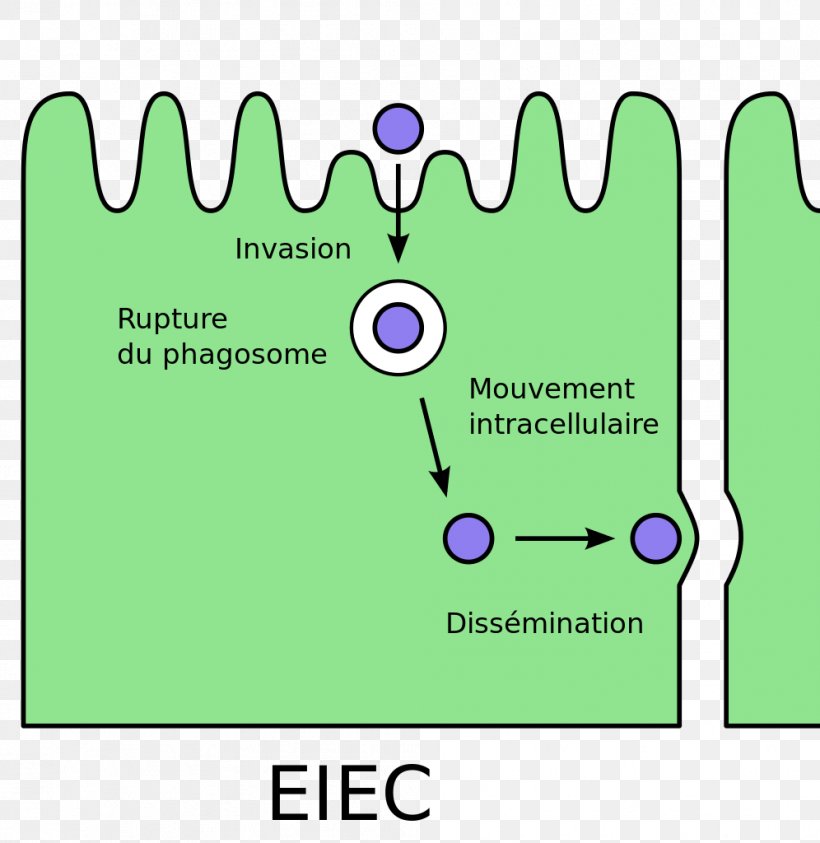 E. Coli Enteroinvasive Escherichia Coli Bacterial Cell Structure Pathovar, PNG, 996x1024px, E Coli, Area, Bacteria, Bacterial Cell Structure, Brand Download Free