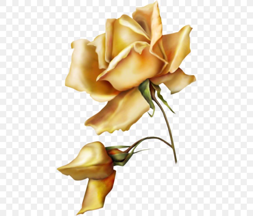 Garden Roses Flower Floral Design Painting, PNG, 455x700px, Garden Roses, Art, Blossom, Cut Flowers, Deviantart Download Free
