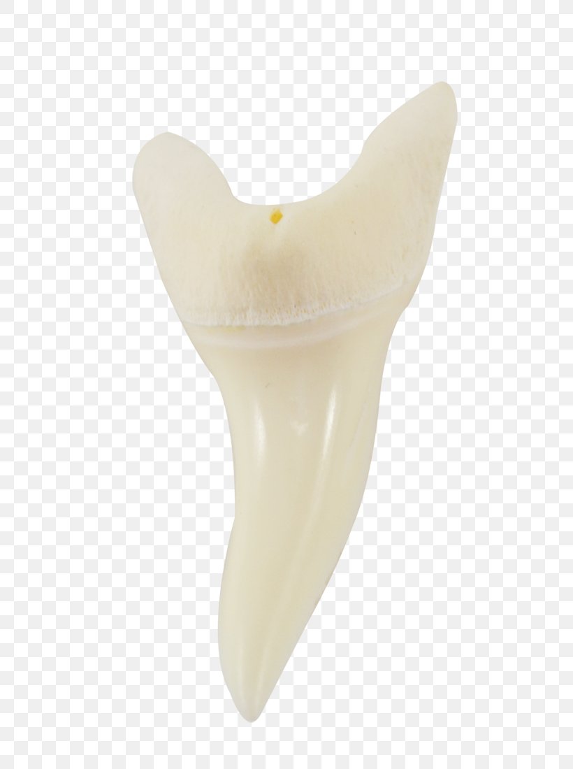Human Tooth Product Design, PNG, 733x1100px, Tooth, Human Tooth, Jaw Download Free