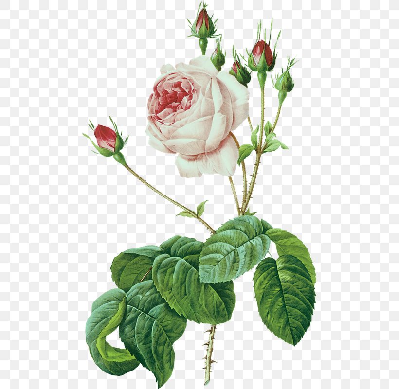 Les Roses Botany Printing, PNG, 481x800px, Roses, Art, Botanical Illustration, Botany, Cabbage Rose Download Free
