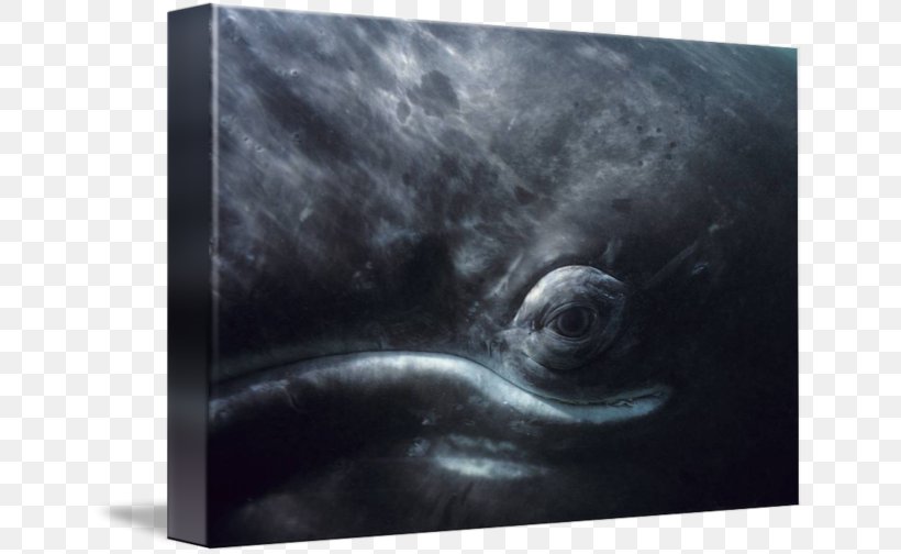 Picture Frames Imagekind Mammal Art Photography, PNG, 650x504px, Picture Frames, Art, Canvas, Cetaceans, Eye Download Free