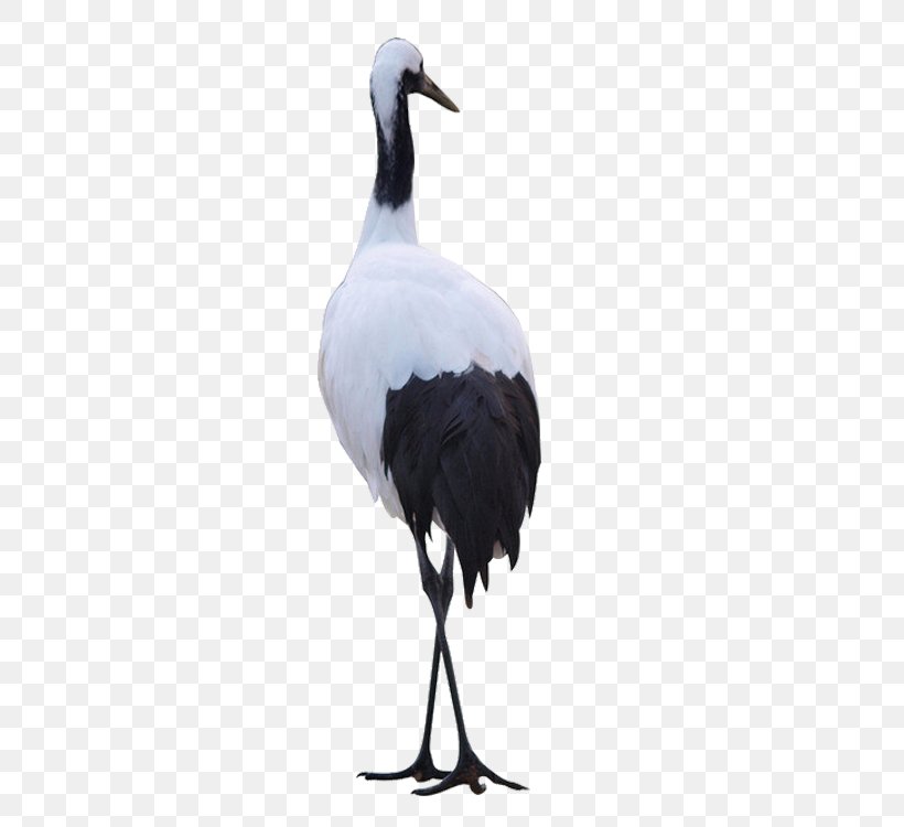 White Stork Red-crowned Crane Bird Heron, PNG, 750x750px, White Stork, Beak, Bird, Ciconiiformes, Crane Download Free