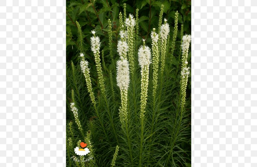 Grasses Evergreen Tree Herb Family, PNG, 720x533px, Grasses, Evergreen, Family, Grass, Grass Family Download Free