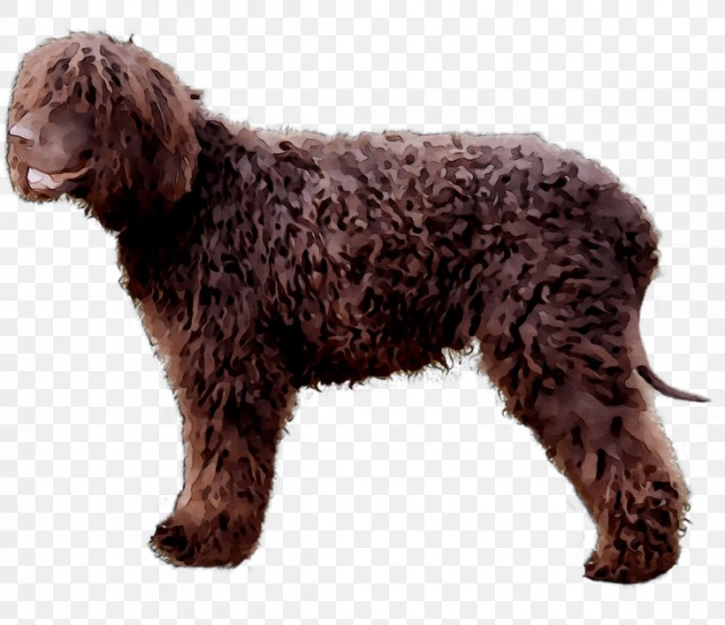 Irish Water Spaniel American Water Spaniel English Cocker Spaniel German Spaniel Golden Retriever, PNG, 1168x1008px, Irish Water Spaniel, American Water Spaniel, Barbet, Breed, Canidae Download Free