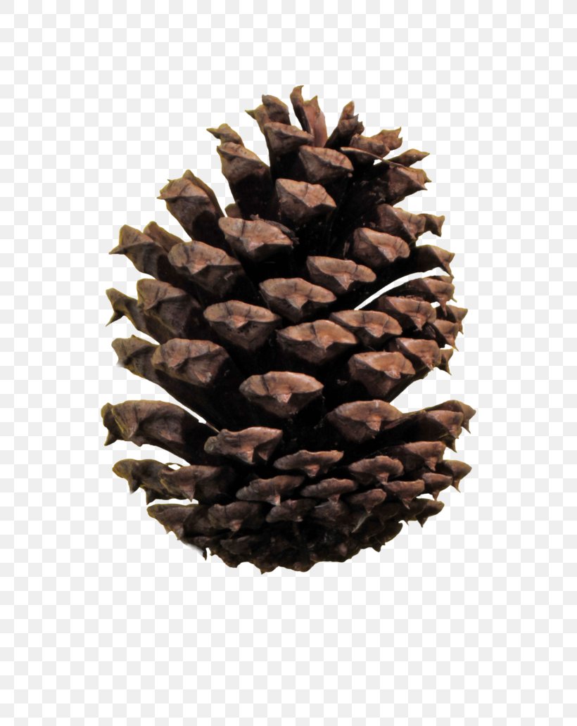 Stone Pine Conifer Cone Clip Art, PNG, 774x1032px, Stone Pine, Cone, Conifer, Conifer Cone, Conifers Download Free