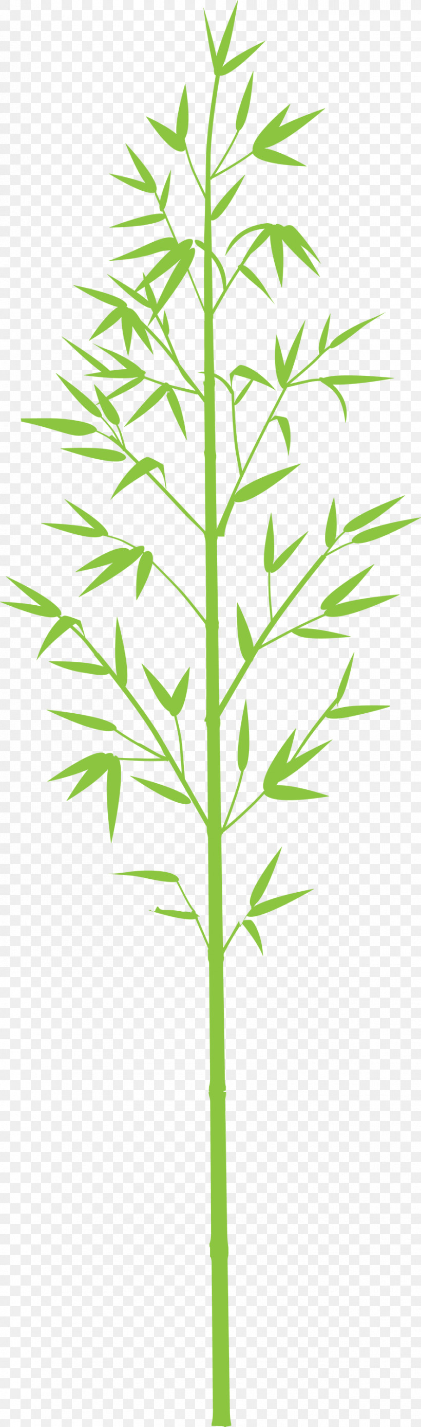 Bamboo Leaf, PNG, 886x2999px, Bamboo, American Larch, Cleavers, Flower, Grass Download Free