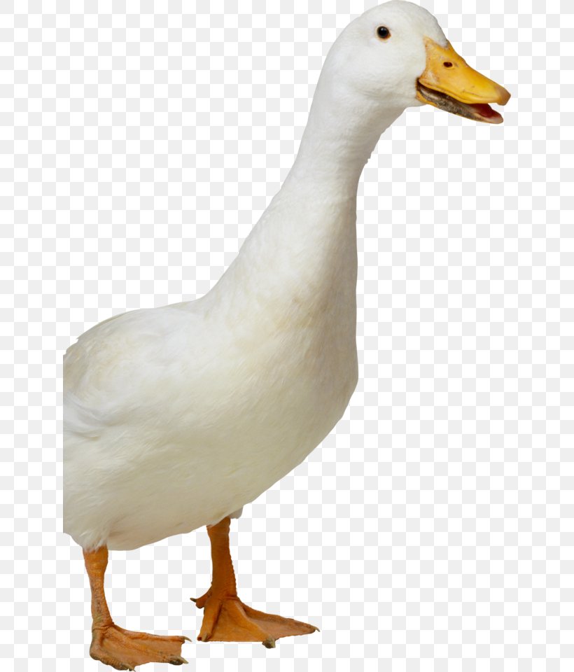 Duck American Pekin Bird, PNG, 640x960px, Duck, American Pekin, Beak, Bird, Ducks Geese And Swans Download Free
