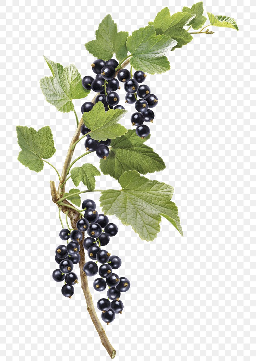 Grape Zante Currant Gooseberry Bilberry Grether's Pastilles, PNG, 719x1156px, Grape, Berry, Bilberry, Blackberry, Blueberry Download Free