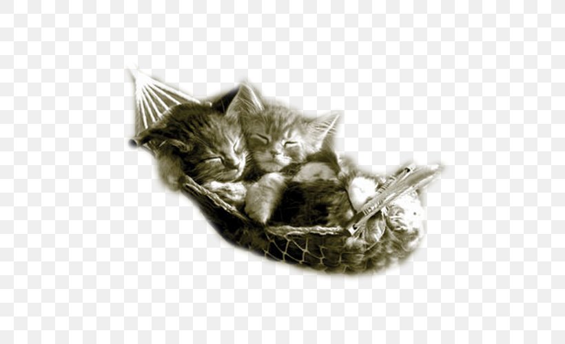 Kitten Hammock British Shorthair Puppy Tiger, PNG, 500x500px, Kitten, Animal, Blingee, British Shorthair, Carnivoran Download Free