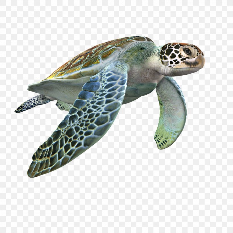 Loggerhead Sea Turtle 3D Modeling 3D Computer Graphics TurboSquid Texture Mapping, PNG, 1500x1500px, 3d Computer Graphics, 3d Modeling, Loggerhead Sea Turtle, Aesthetics, Animal Download Free