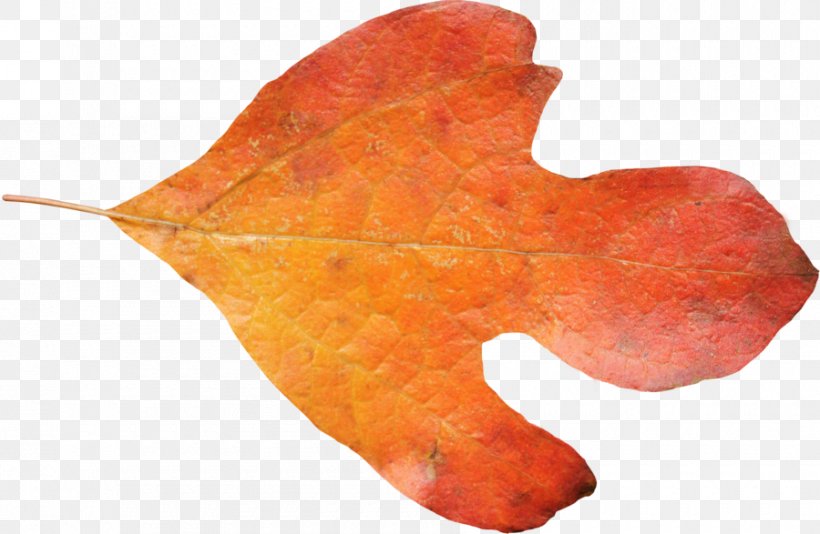 Maple Leaf Autumn, PNG, 900x587px, Leaf, Autumn, Autumn Leaf Color, Deviantart, Green Download Free