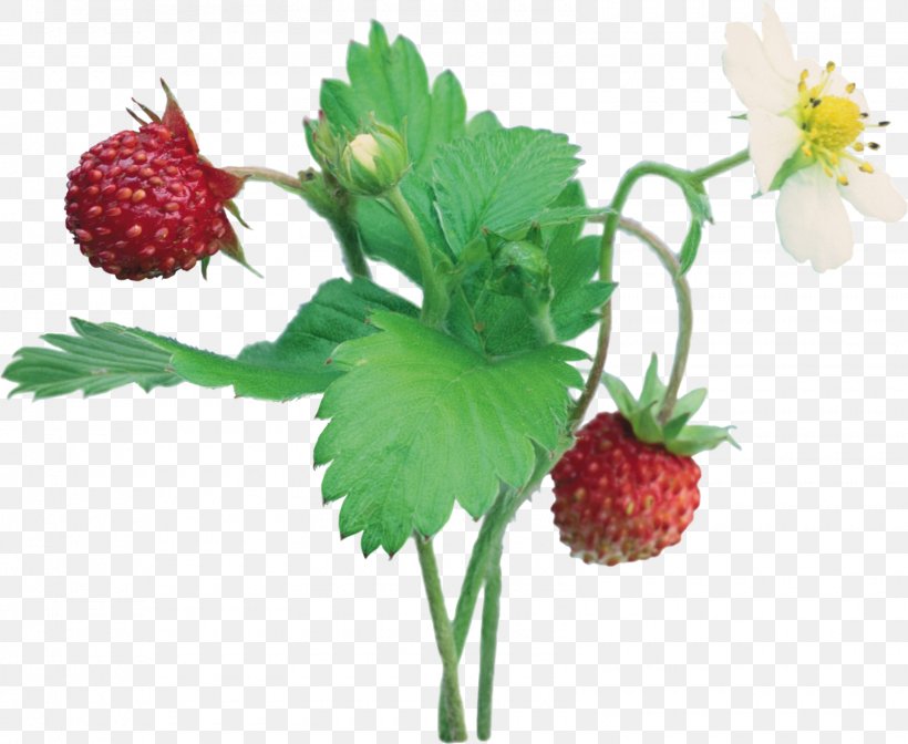 Musk Strawberry Clip Art, PNG, 1600x1313px, Musk Strawberry, Berry, Blackberry, Food, Fragaria Download Free
