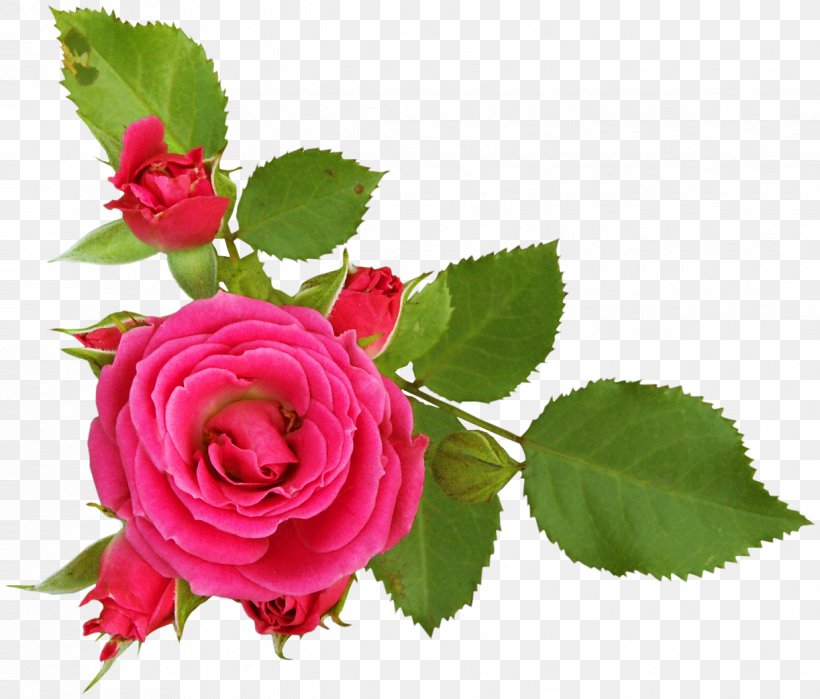 Rosa Foetida Garden Roses Flower Clip Art, PNG, 1222x1042px, Rosa Foetida, Cut Flowers, Digital Image, Floribunda, Flower Download Free