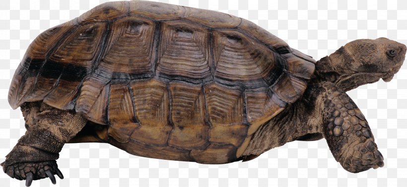 Turtle Clip Art, PNG, 2651x1224px, Turtle, Animal, Box Turtle, Chelydridae, Common Snapping Turtle Download Free