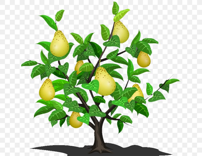 Asian Pear Lemon Fruit Tree, PNG, 650x634px, Asian Pear, Branch, Citrus, Citrus Junos, Designer Download Free