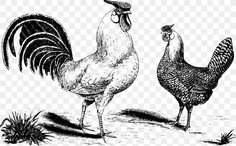Chicken Bird Rooster, PNG, 2396x1482px, Chicken, Animal, Beak, Bird, Black And White Download Free
