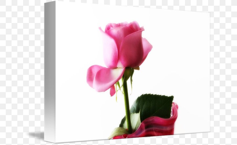 Garden Roses Floral Design Cut Flowers, PNG, 650x504px, Garden Roses, Artificial Flower, Bud, Cut Flowers, Cyclamen Download Free