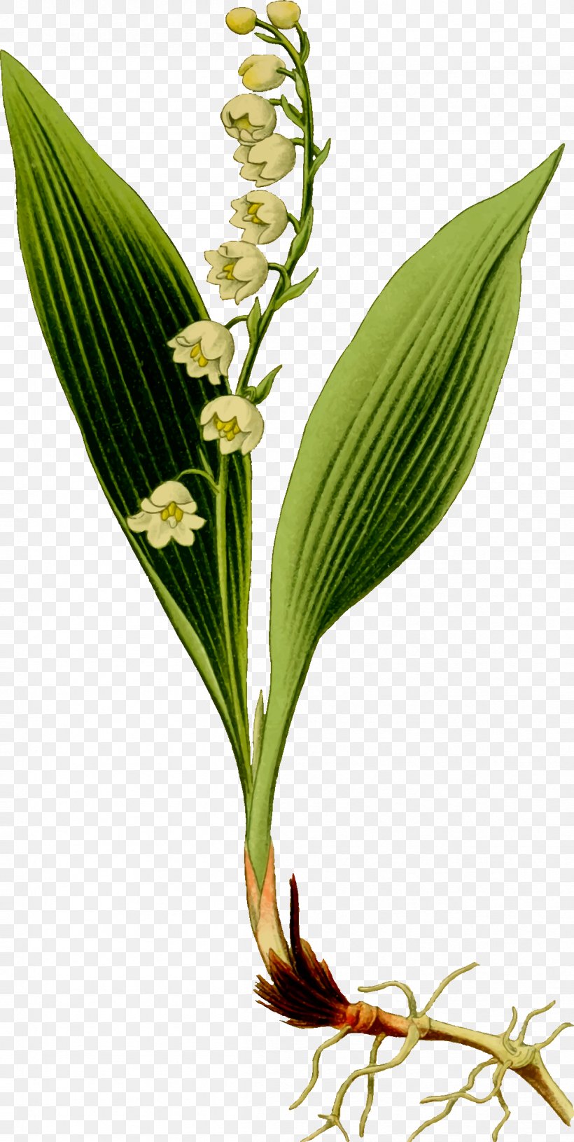 Lily Of The Valley Clip Art, PNG, 1206x2400px, Lily Of The Valley, Drawing, Flower, Grass Family, Leaf Download Free