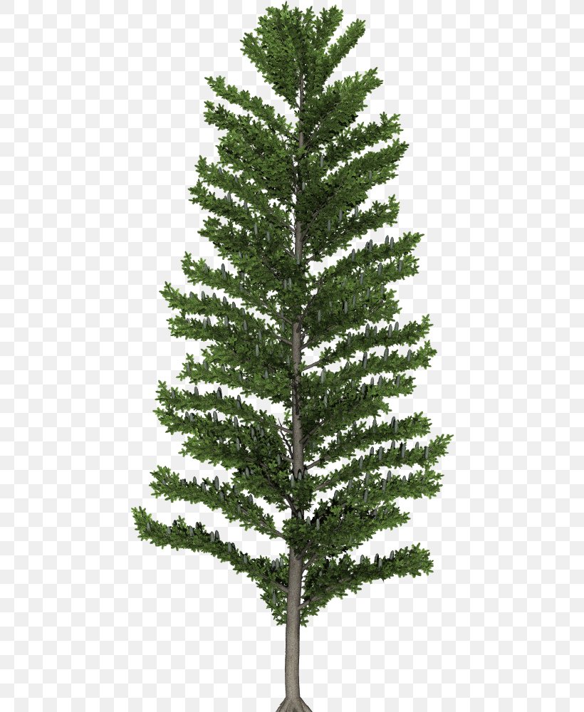Spruce Fir Christmas Tree Pine Larch, PNG, 456x1000px, Spruce, Biome, Branch, Christmas Day, Christmas Decoration Download Free