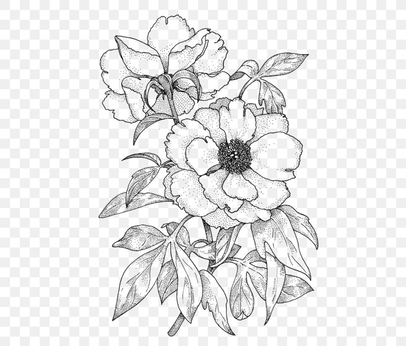 Drawing Rose Line Art Color Sketch, PNG, 495x699px, Drawing, Art, Artwork, Black And White, Color Download Free