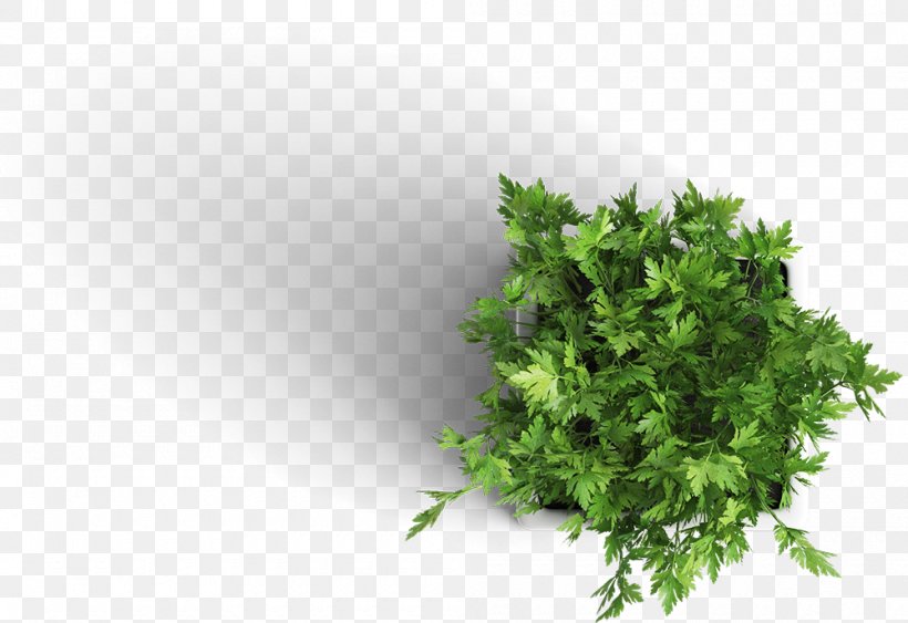 Houseplant Mockup, PNG, 1000x687px, Plant, Grass, Green, Herb, Houseplant Download Free