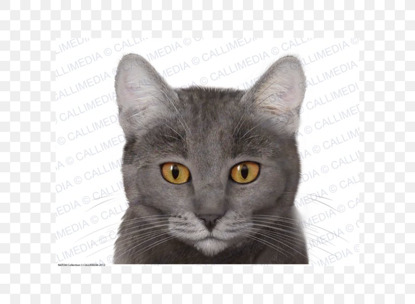 Korat British Shorthair Chartreux Russian Blue Nebelung, PNG, 600x600px, Korat, American Shorthair, American Wirehair, Asian, Black Cat Download Free